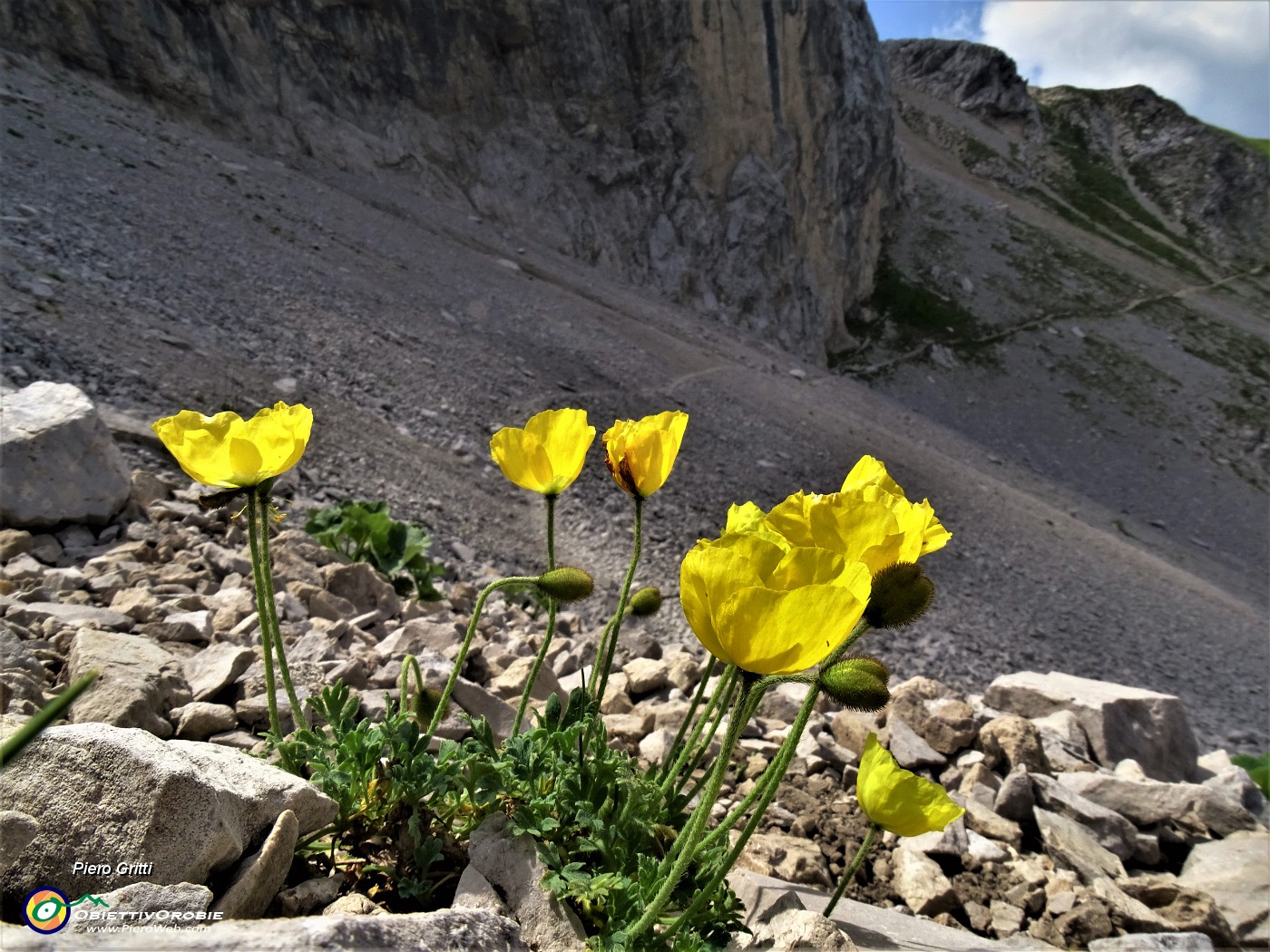 31 Papaver rhaeticum (Papavero dorato) sui macereti del Mandrone.JPG